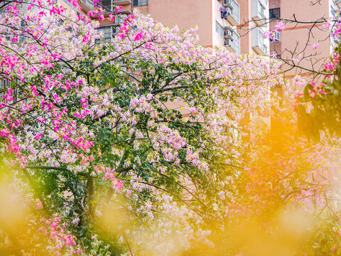 华南师范大学校内异木棉花开