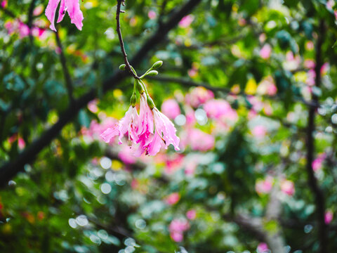 华南师范大学校内粉色异木棉花特写