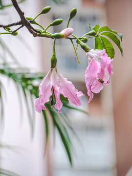 华南师范大学校内粉色异木棉花特写