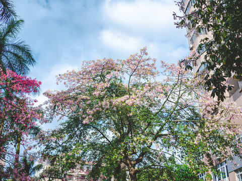 华南师范大学校内白花异木棉花开
