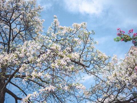 华南师范大学校内白花异木棉花开