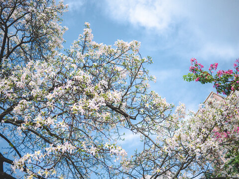 华南师范大学校内白花异木棉花开