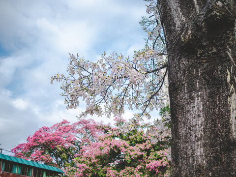 华南师范大学校内粉色异木棉花开