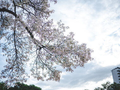 华南师范大学校内白花异木棉花开