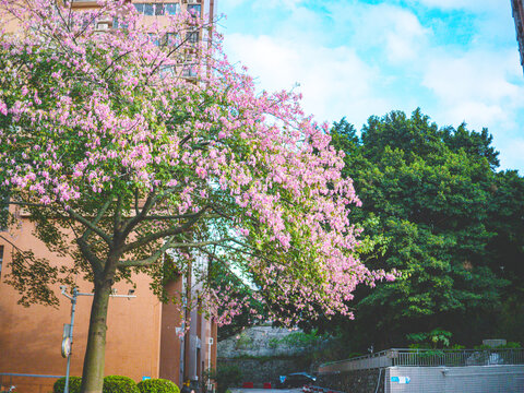 华南师范大学校内粉色异木棉花开