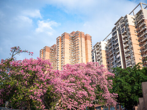 华南师范大学校内粉色异木棉花开