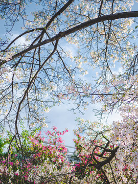 华南师范大学校内白花异木棉花开