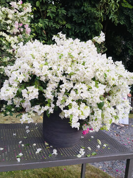 勒杜鹃花