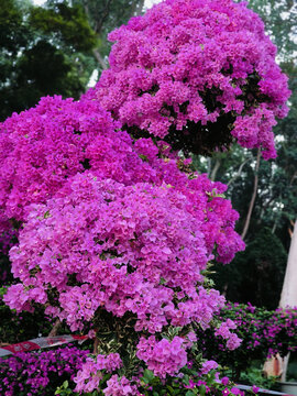勒杜娟花