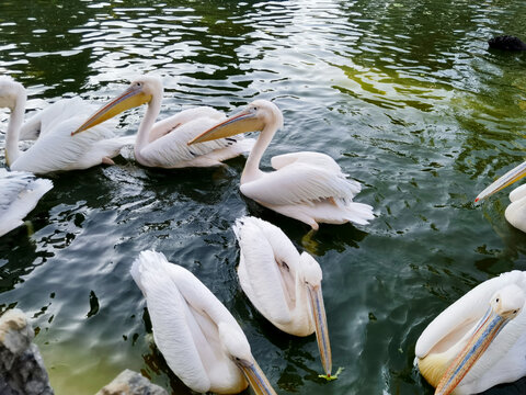 鹈鹕