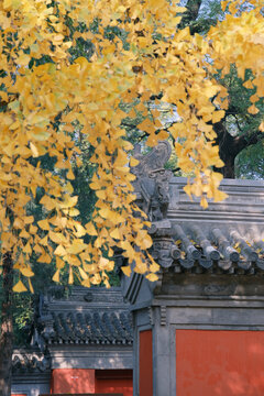 法源寺
