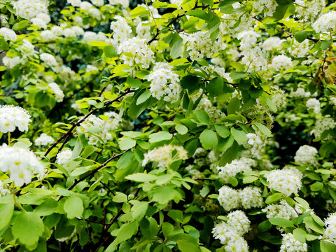 白花