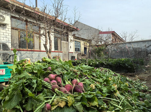 农家小院