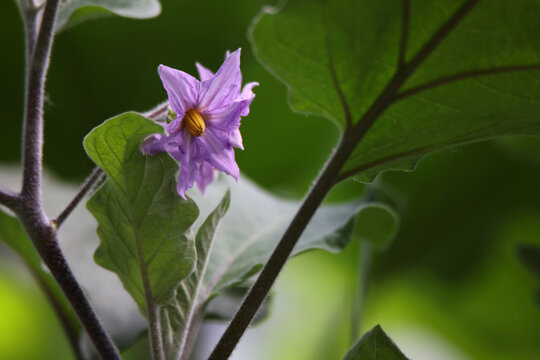 茄子花