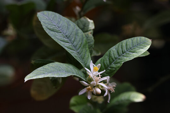 佛手花
