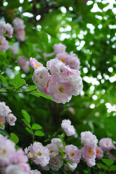 蔷薇花开