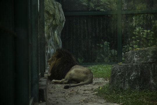 狮子