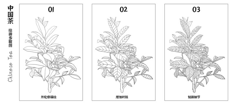 中国茶叶绘画步骤线稿插画