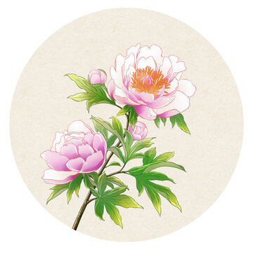 芍药手绘插画