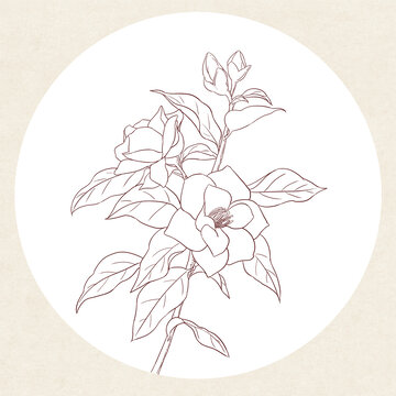 栀子花白描
