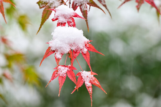 雪中红色枫叶