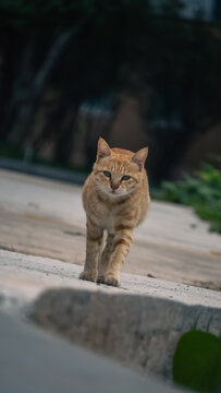 猫咪