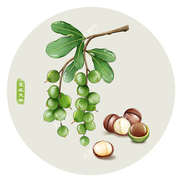 夏威夷果