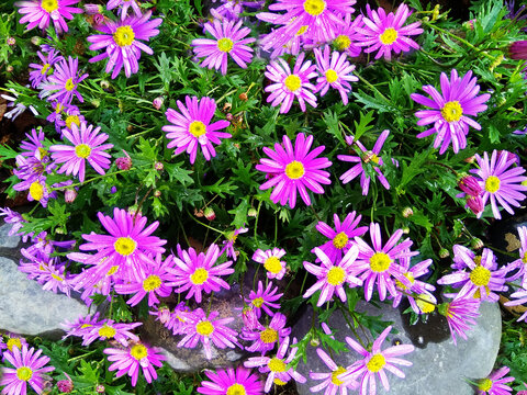 小菊花