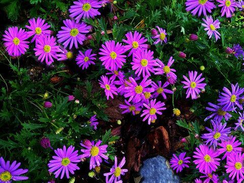 小菊花