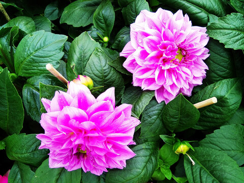 春花