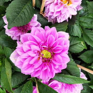 春花