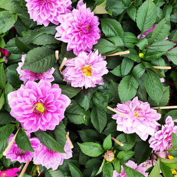 春花