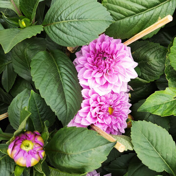 春花