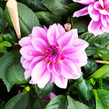春花