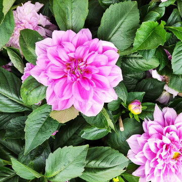 春花