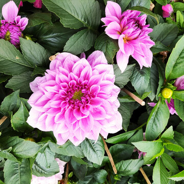 春花