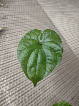 山药叶子