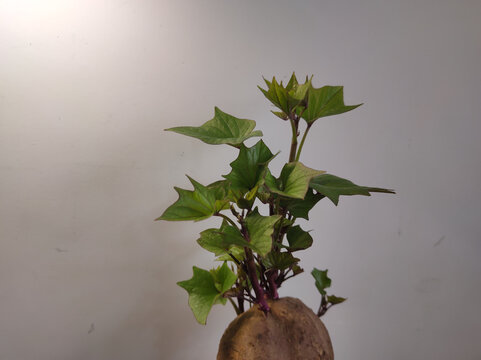 地瓜芽