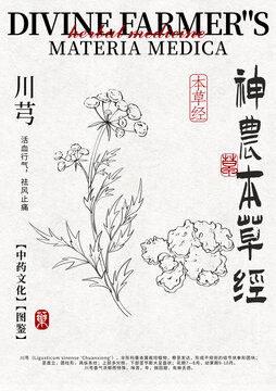 川芎线稿中药材水彩设计模版