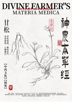 甘松线稿中药材水彩设计模版