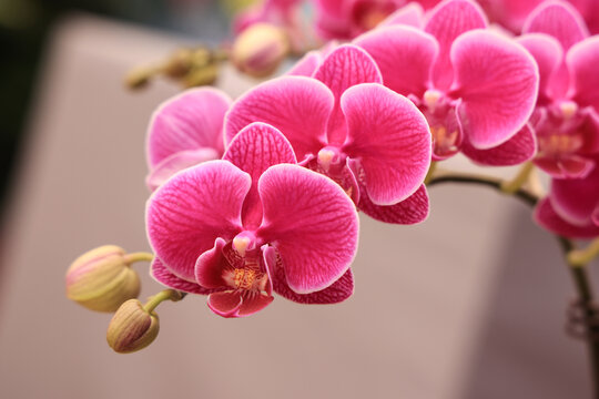 蝴蝶兰