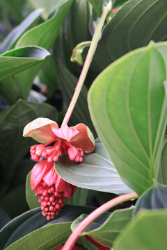 宝莲花