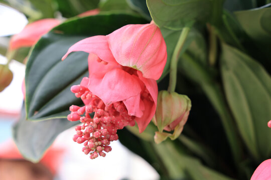宝莲花