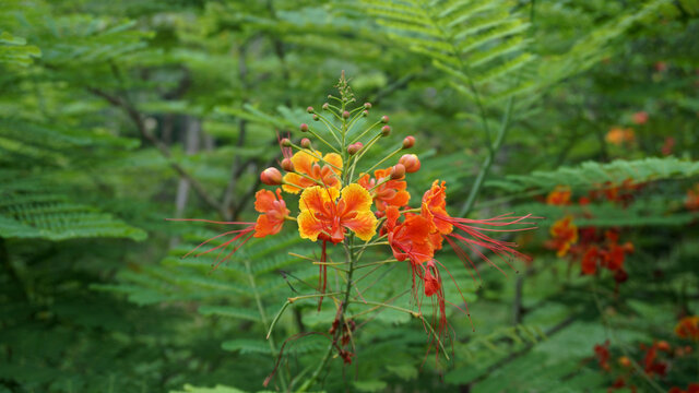 凤凰花开