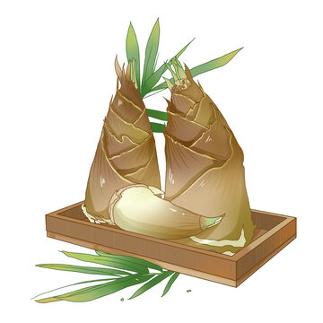 竹笋手绘插画