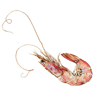 手绘水彩风插画虾