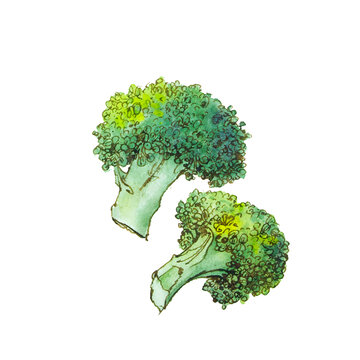 水彩手绘蔬菜西兰花