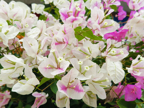 勒杜鹃花