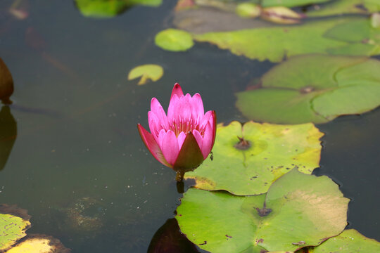莲花