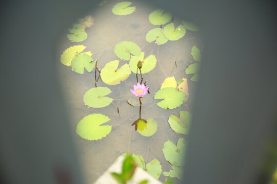 睡莲